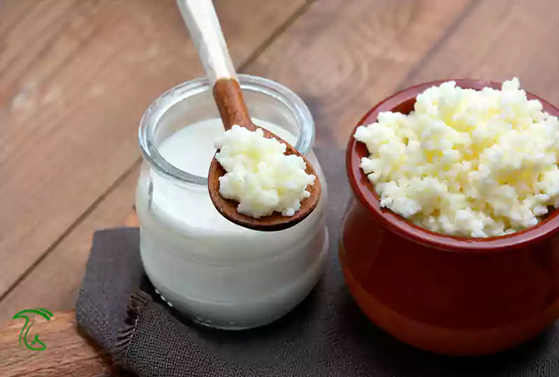 طرز تهیه قارچ کفیر در خانه - روش صحیح نگهداری دانه های کفیر