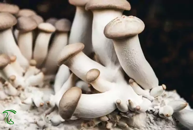 باردهی قارچ شاه صدف روی بستر آمادهشده