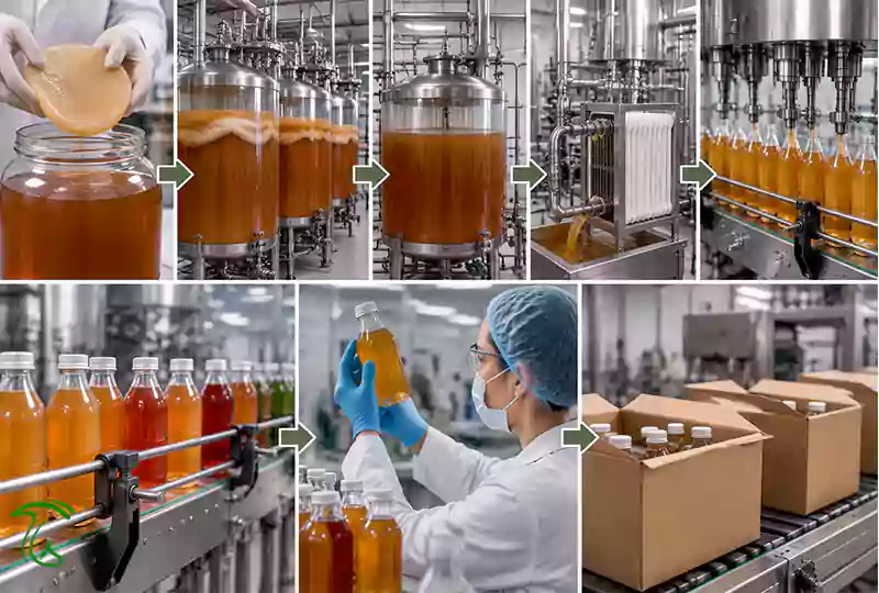 مراحل تولید صنعتی قارچ کامبوچا از تلقیح SCOBY تا بستهبندی