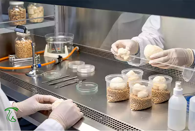 هود لامینار برای تلقیح تمیز بستر قارچ یال شیر