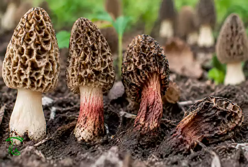 بیماریها و آفات قارچ مورل - علائم بیماری ساقه قرمز