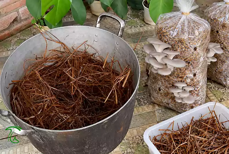 انواع بستر پرورش قارچ