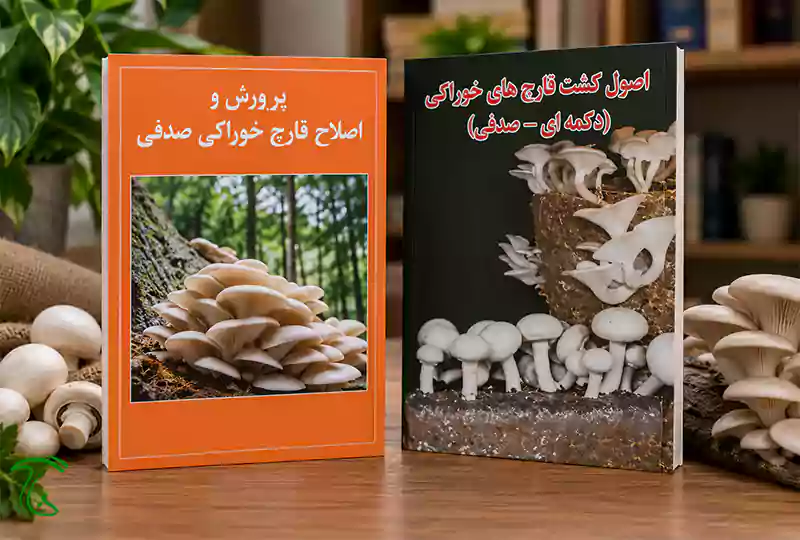 تصویرسازی دو کتاب روی میز چوبی کنار قارچ صدفی تازه