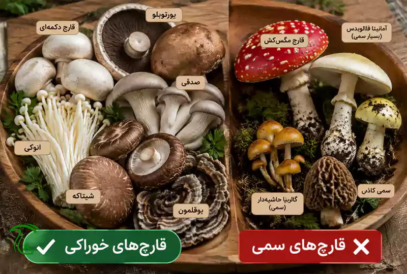 ۱۸ افسانه و باور غلط درباره قارچها - قارچ های خوراکی و سمی