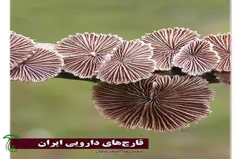 جلد کتاب «قارچهای دارویی ایران» نوشته محمدرضا آصفشایان با تصویر قارچهای بادبزنی روی شاخه