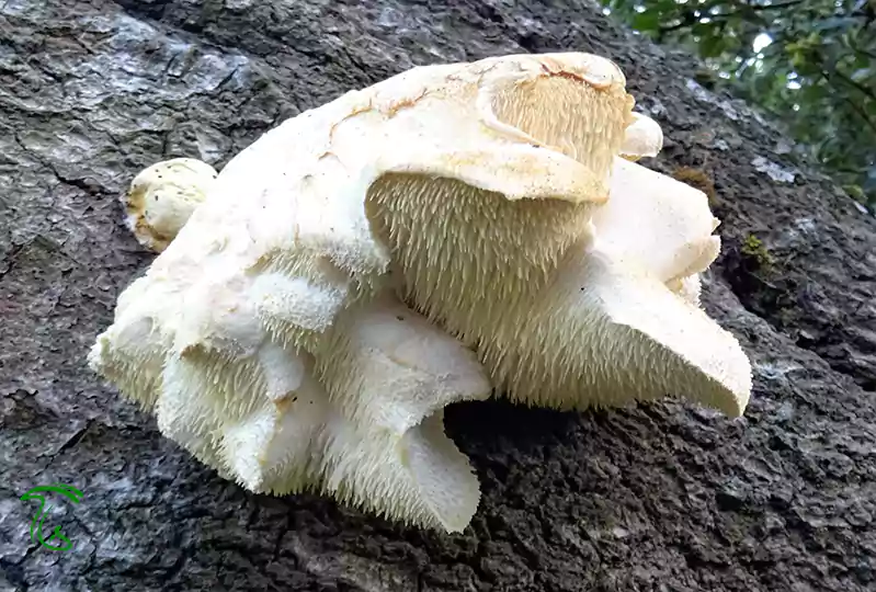 قارچ دندان طبقهای (Hericium cirrhatum)