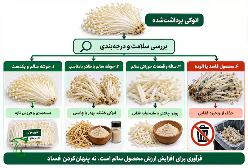 ساقهها و قطعات سالم انوکی برای تولید محصولات جدید