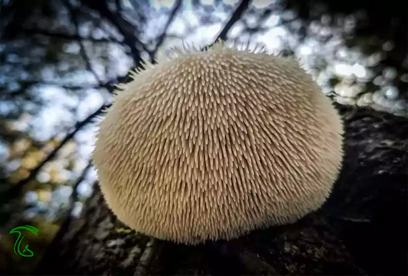 قارچ یال شیر Hericium Erinaceus