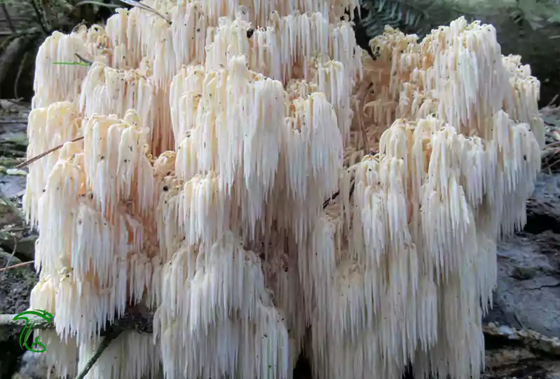 قارچ هریسیوم آلپی (Hericium alpestre)