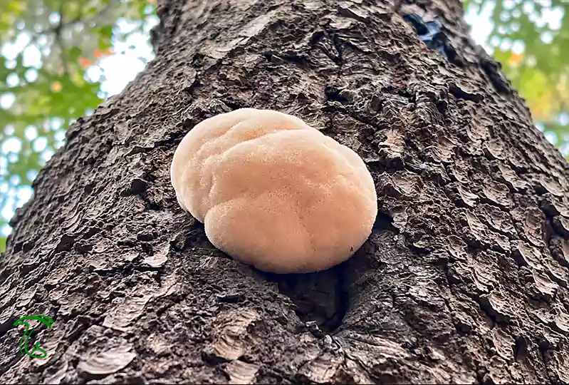 قارچ یال شیر کارولینایی (Hericium carolinense)