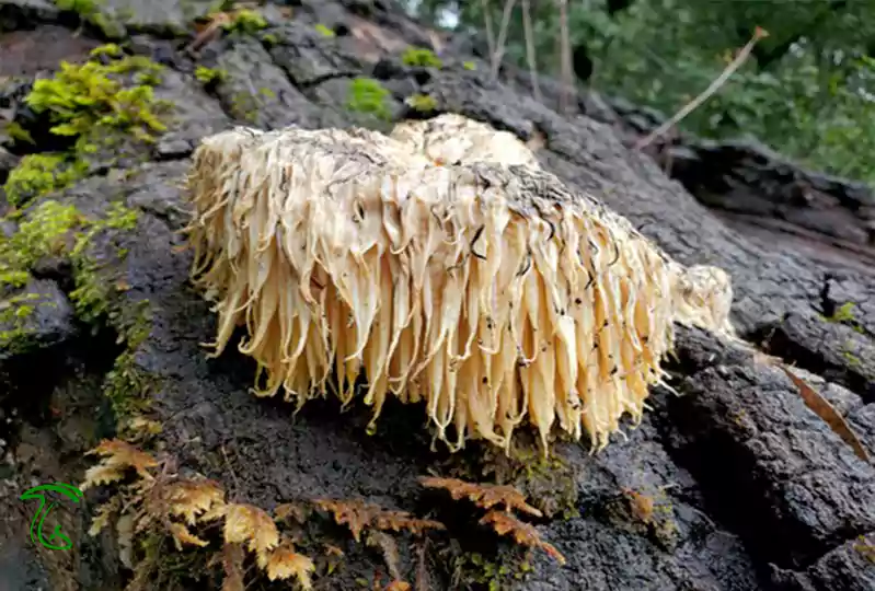 قارچ یال شیر اورگنی (Hericium oregonense)