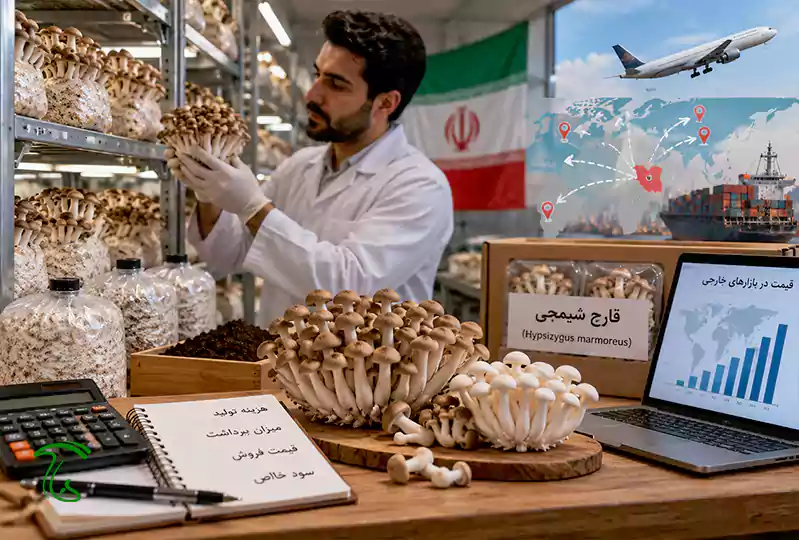 درآمد پرورش قارچ شیمجی در ایران