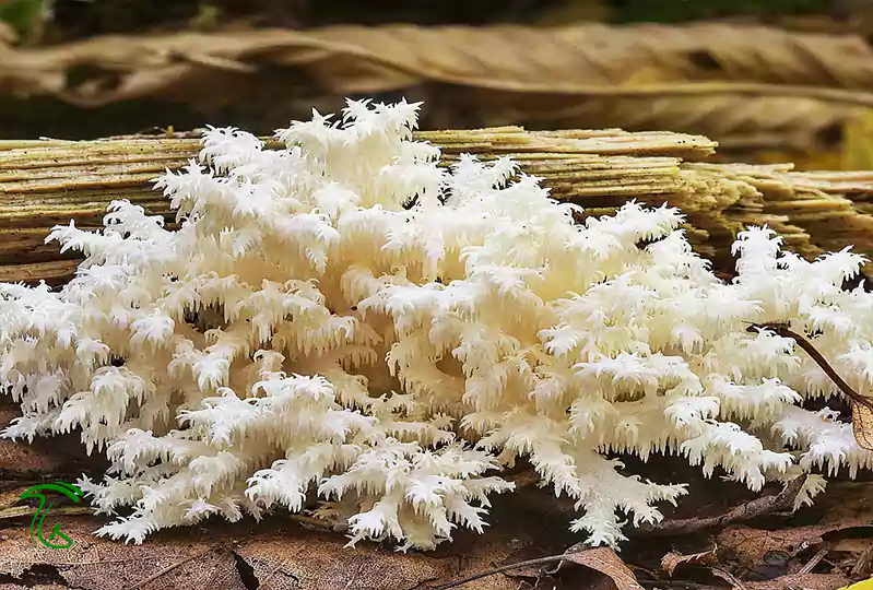 قارچ دندان مرجانی (Hericium coralloides)