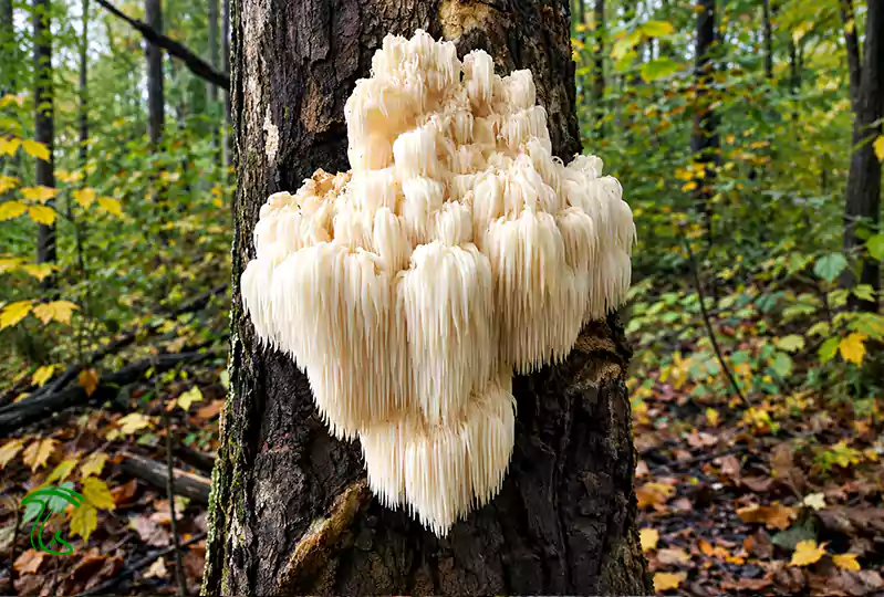 قارچ سر خرس (Hericium americanum)