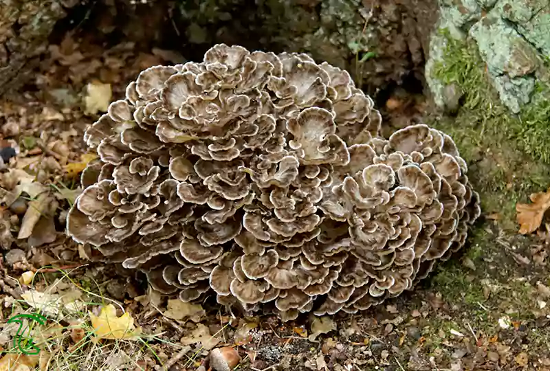 قارچ مایتاکه Grifola frondosa با کلاهکهای بادبزنی در پای درخت بلوط
