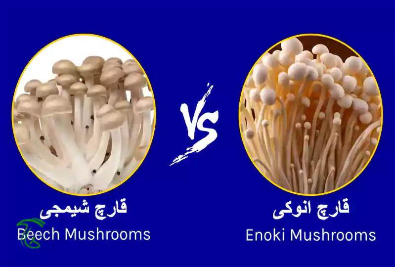 تفاوت ظاهری قارچ شیمجی و انوکی