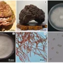 بیماری های قارچ گانودرما